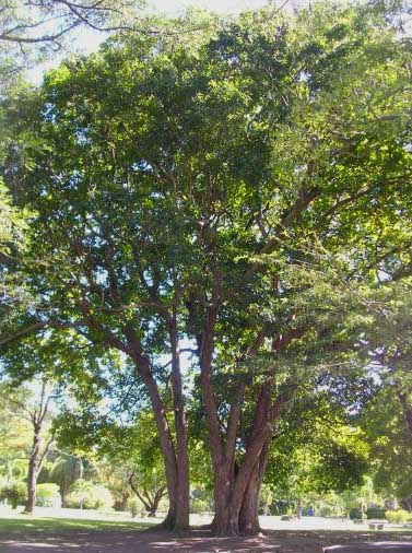 Teak