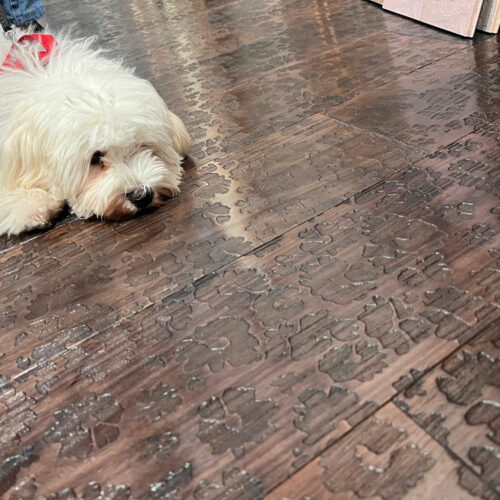 IMG_0517-mys-cadorin